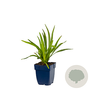 Liatris spicata GM  P11