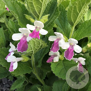 Melittis m. 'R. Velvet Distinction' GM P9