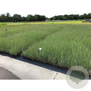 Miscanthus sin. 'Gracillimus' GM P9