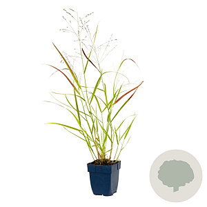 Panicum virgatum 'Heavy Metal' GM  P11