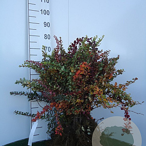 Berberis thunbergii 40-60 cm wortelgoed 1/2 struik