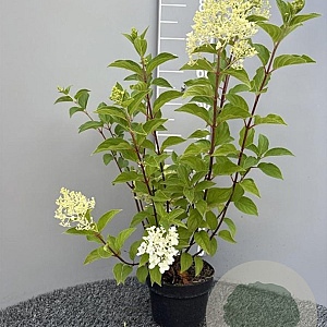 Hydrangea pan. 'Silver Dollar' 50-60 cm 3,0L