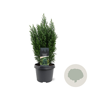 Chamaecyparis l. 'Ellwoodii' 30-40 cm 3,0L