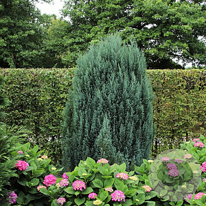 Chamaecyparis l. 'Ellwoodii' 30-40 cm 3,0L