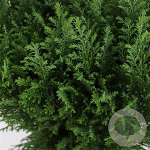 Chamaecyparis l. 'Ellwoodii' 30-40 cm 3,0L