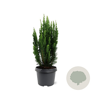 Chamaecyparis l. 'Little Spire' 30-40 cm 3,0L