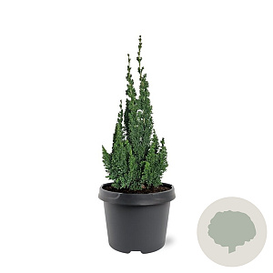 Chamaecyparis l. 'Wissel's Saguaro' 30-40 cm 3,0L