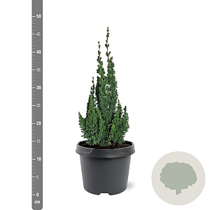 Chamaecyparis l. 'Wissel's Saguaro' 30-40 cm 3,0L