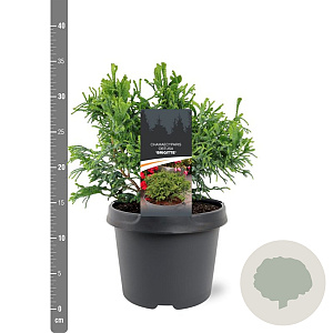 Chamaecyparis o. 'Brigitte' 20-25 cm 3,0L