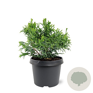 Chamaecyparis o. 'Brigitte' 20-25 cm 3,0L