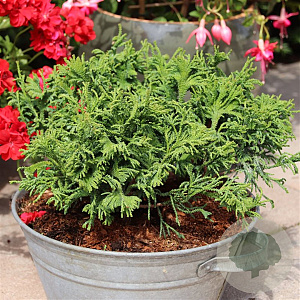 Chamaecyparis o. 'Brigitte' 20-25 cm 3,0L