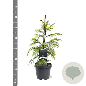 Cryptomeria j. 'Sekkan' 60-80 cm 5,0L