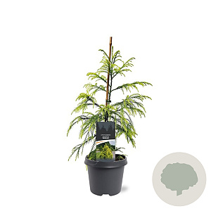 Cryptomeria j. 'Sekkan' 60-80 cm 5,0L