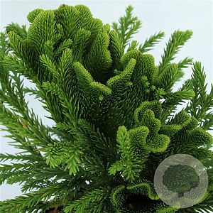 Cryptomeria j. Serama 20-25 cm 3,0L