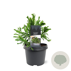 Cryptomeria j. Serama 20-25 cm 3,0L