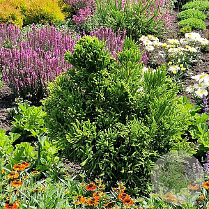 Cryptomeria j. Serama 20-25 cm 3,0L