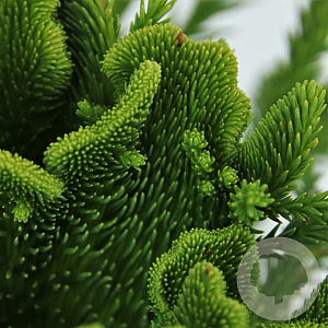 Cryptomeria j. Serama 20-25 cm 3,0L