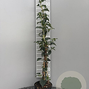 Hydrangea anomala petiolaris 80-100 cm 3,0L