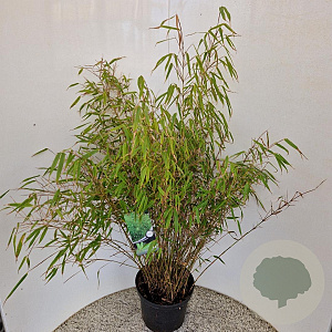 Fargesia rufa 80-100 cm 10L