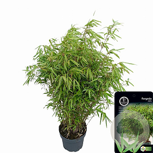 Fargesia rufa 80-100 cm 10L
