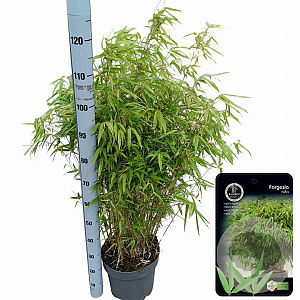 Fargesia rufa 80-100 cm 10L