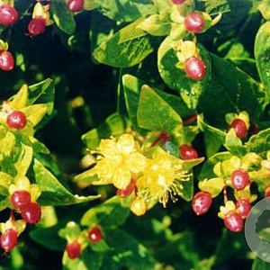 Hypericum inodorum GM P9