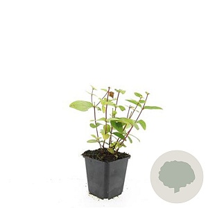 Hypericum i. 'Annebel' GM P9