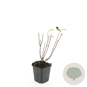 Hypericum i. 'Annebel' GM P9