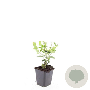 Hypericum i. 'Beauty' GM P9