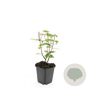 Hypericum i. 'Rheingold' GM P9