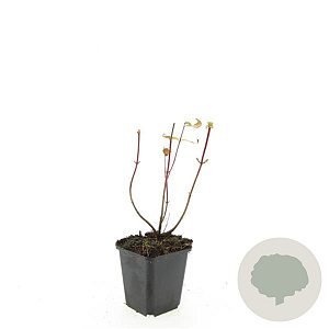 Hypericum i. 'Rheingold' GM P9