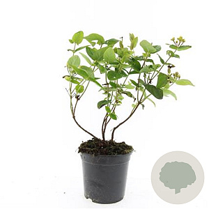 Hypericum i. Magical Beauty GM C1.3