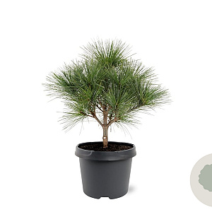 Pinus strobus 'Radiata' 25-30 cm 3,5L