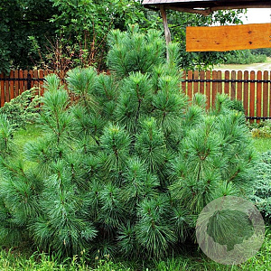 Pinus strobus 'Radiata' 25-30 cm 3,5L