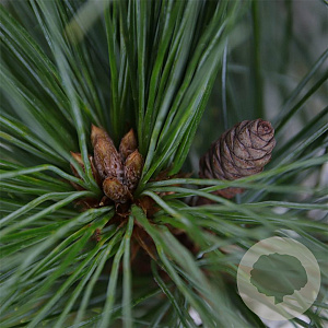Pinus strobus 'Radiata' 25-30 cm 3,5L