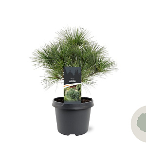 Pinus strobus 'Radiata' 25-30 cm 3,5L
