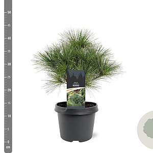 Pinus strobus 'Radiata' 25-30 cm 3,5L