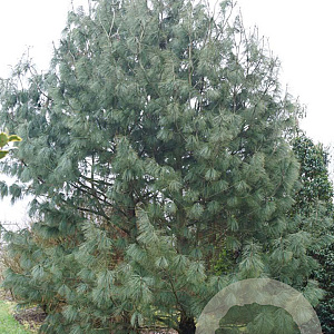 Pinus wallichiana 600-700 cm draadkluit solitair