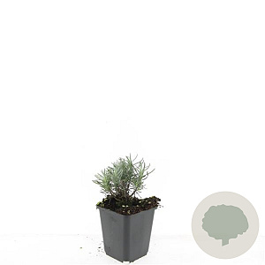 Lavandula ang. 'Dwarf Blue' GM P9