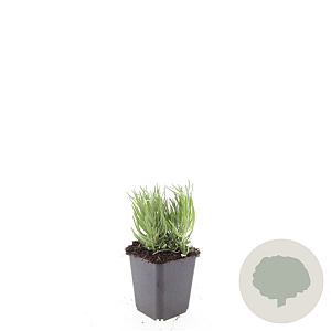 Lavandula ang. 'Dwarf Blue' GM P9