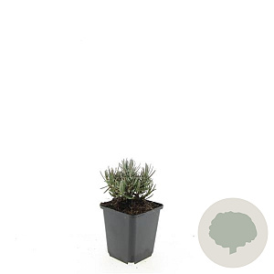 Lavandula ang. 'Dwarf Blue' GM P9
