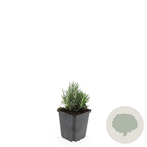 Lavandula ang. 'Dwarf Blue' GM P9
