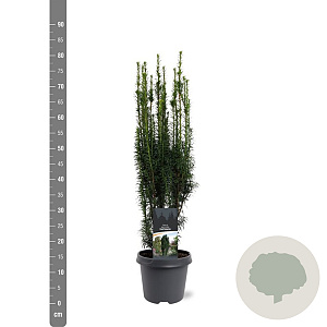 Taxus b. 'Fastigiata' 50-60 cm 3,0L