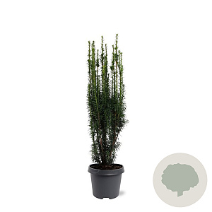 Taxus b. 'Fastigiata' 50-60 cm 3,0L