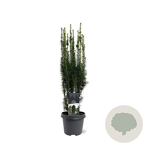 Taxus b. 'Fastigiata' 50-60 cm 3,0L
