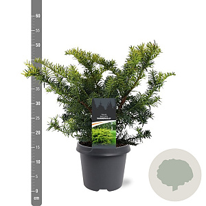 Taxus b. 'Summergold' 30-40 cm 5,0L