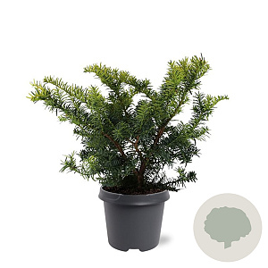 Taxus b. 'Summergold' 30-40 cm 5,0L