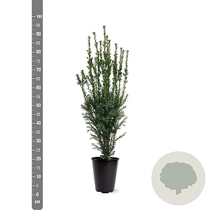 Taxus media 'Hillii' 60-80 cm 4,0L