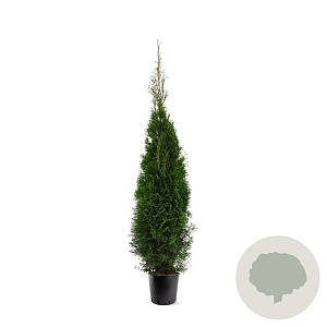 Thuja occ. 'Smaragd' 100-125 cm 10L