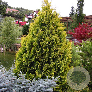 Thuja occ. 'Yellow Ribbon' 40-50 cm 3,0L